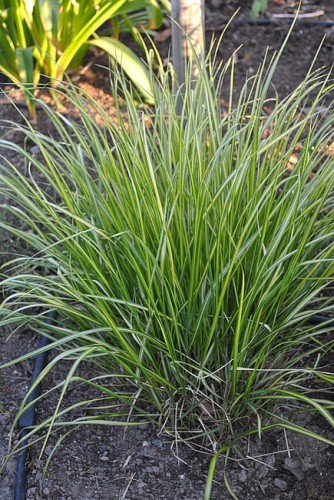 calamagrostis-england_1 (1).jpg