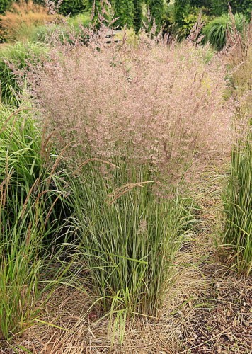 calamagrostis-overdam_6 (1).jpg