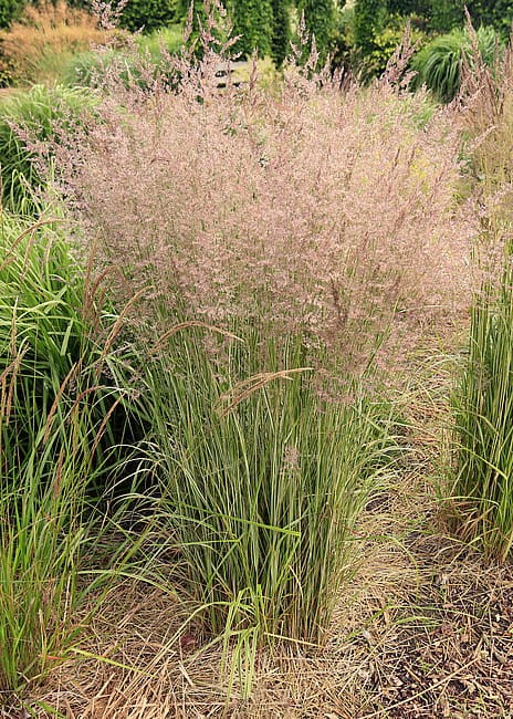 calamagrostis-overdam_6 (1).jpg