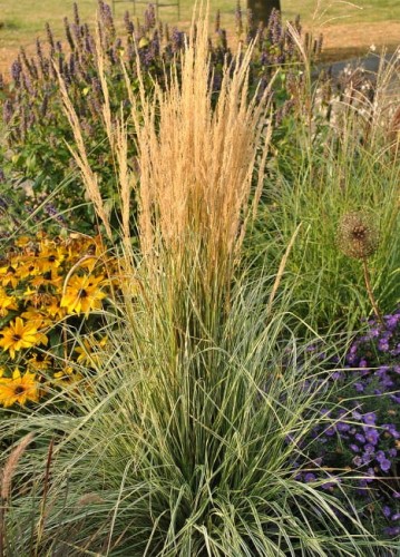 calamagrostis-overdam_79037_4.jpg