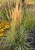calamagrostis-overdam_79037_4.jpg