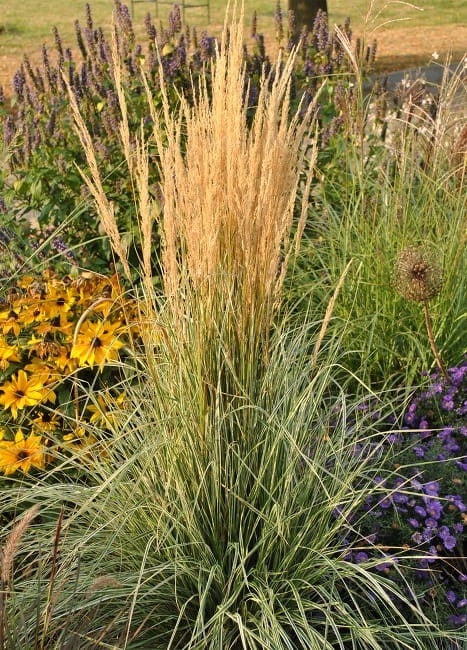 calamagrostis-overdam_79037_4.jpg