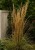 calamagrostis-overdam_79037_3.jpg