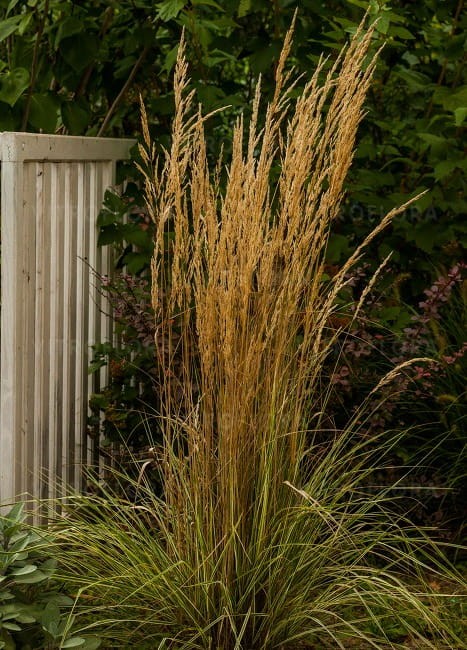 calamagrostis-overdam_79037_3.jpg