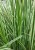 calamagrostis-overdam_79037_2.jpg