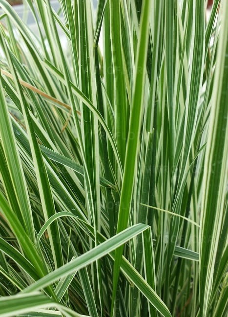 calamagrostis-overdam_79037_2.jpg