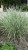 calamagrostis-overdam_5.jpg