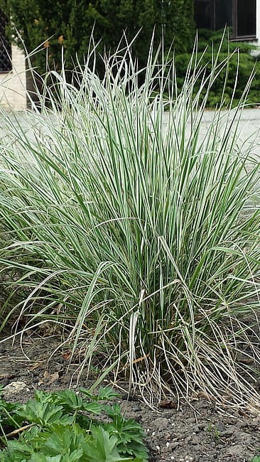 calamagrostis-overdam_5.jpg