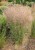 calamagrostis-overdam_6.jpg