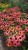 echinacea-fountain-orange-bicolour_77469_2.jpg