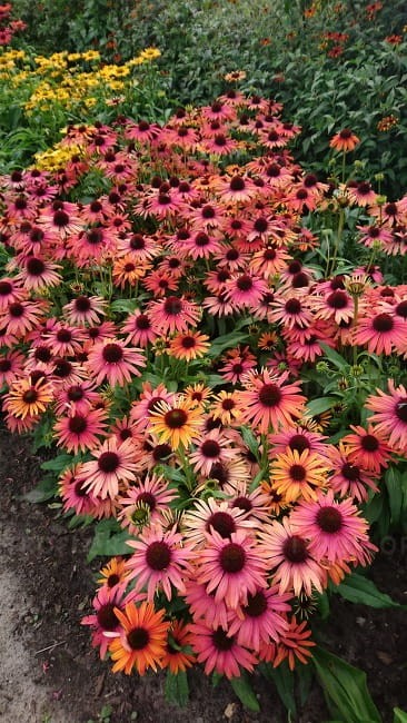 echinacea-fountain-orange-bicolour_77469_2.jpg