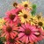 echinacea-fountain-orange-bicolour_77469_1.jpg