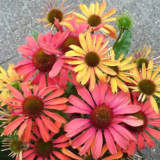 echinacea-fountain-orange-bicolour_77469_1.jpg