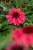 echinacea-sunmagic-vintage-red_1.jpg