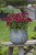 byliny-i-trawy_echinacea_75922_1.jpg