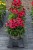echinacea-sunmagic-vintage-red_5.jpg