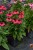 echinacea-sunmagic-vintage-red_2.jpg