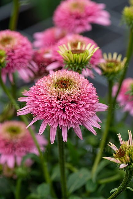 echinacea-butterfly-kisses_1 (1).jpg
