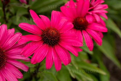 byliny-i-trawy_echinacea_77694_1.jpg