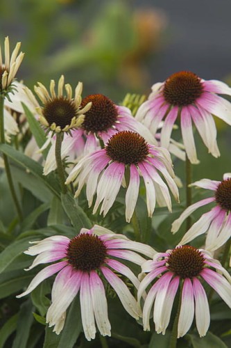 echinacea-trevi-fountain_4.jpg