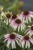 echinacea-trevi-fountain_4.jpg