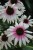 echinacea-fountain-pink-eye_5.jpg