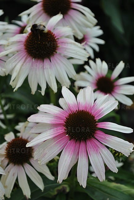 echinacea-fountain-pink-eye_5.jpg