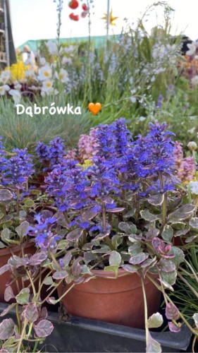 dabrowka ss.jpg