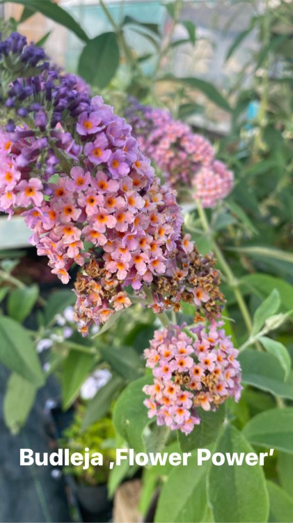 budleja flower power.jpg