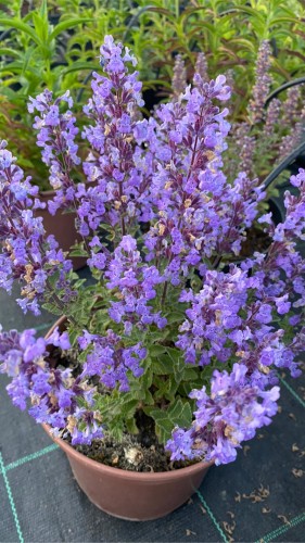 kocimietka persian blue.jpg