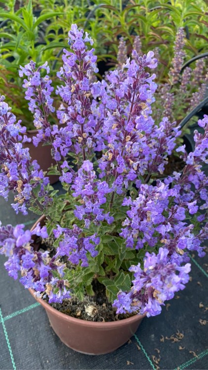 kocimietka persian blue.jpg