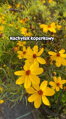 nachyłek.jpg