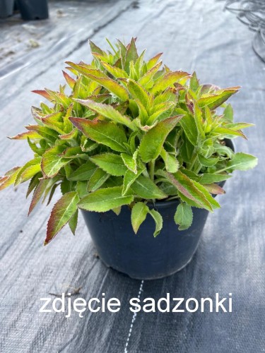 dzwonek wiking.jpg