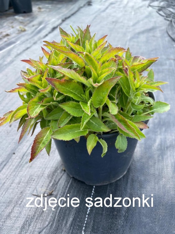 dzwonek wiking.jpg