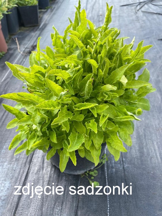 dzwonek genti blue.jpg