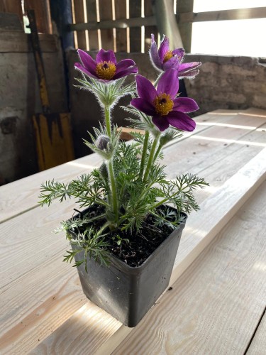 sasanka violet bells.jpg