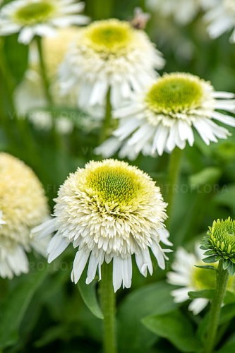 echinacea-delicious-nougat_3.jpg
