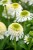 echinacea-delicious-nougat_3.jpg