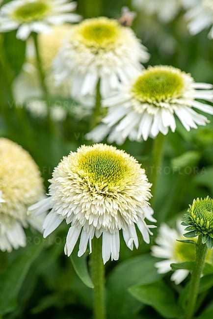 echinacea-delicious-nougat_3.jpg