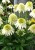 byliny-i-trawy_double-short_77431_2.jpg