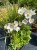 anemone sylwestris.jpg