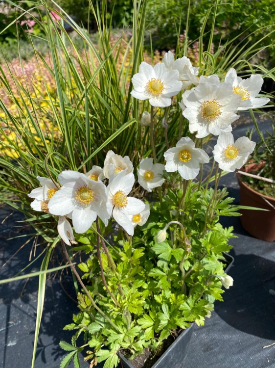 anemone sylwestris.jpg