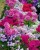 phlox miks.jpeg