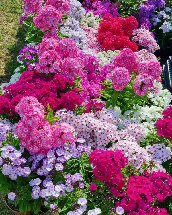 phlox miks.jpeg