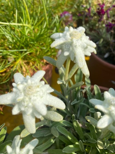szarotka alpejska star of alps.jpg