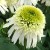 byliny-i-trawy_double-short_77431_1.jpg