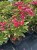 phlox coral.jpg