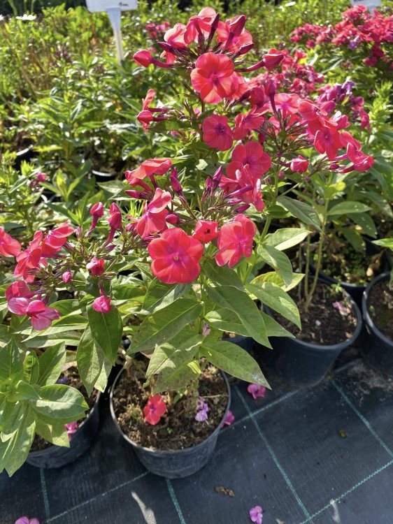 phlox coral.jpg