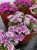 słonecznica lavender i inne.jpg