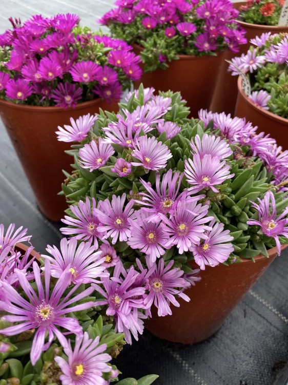 słonecznica lavender i inne.jpg